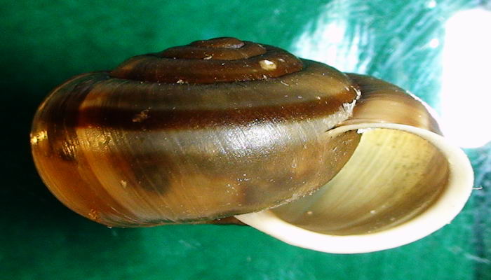 Chilostoma (Campylaea) planospira var. Neapolitana,Paulucci